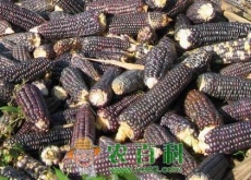 黑玉米多少钱一斤？