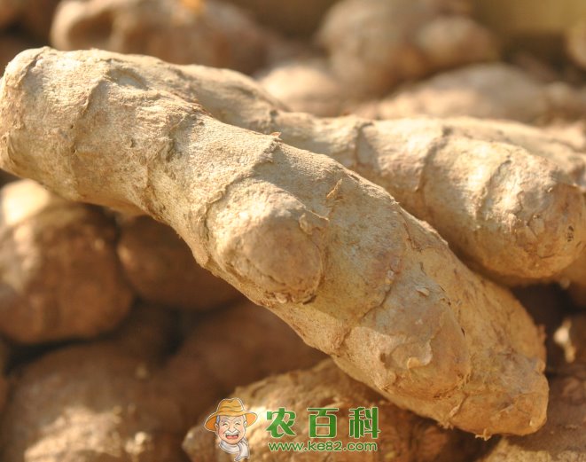 生姜种子多少钱一斤？种植前景怎么样？