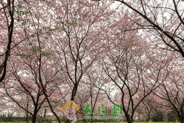 在农村种植什么苗木比较赚钱?