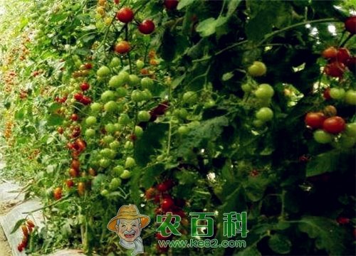 千禧果什么时候种植最好？怎样种植才能高产？