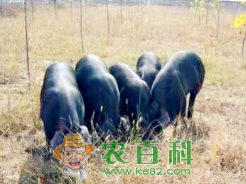 黑猪肉价格多少钱?养殖效益怎么样?
