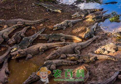 鳄鱼养殖一年大概能长多少斤？成本利润如何？要什么手续？