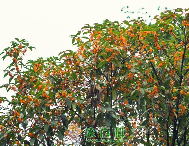 在农村种植什么苗木比较赚钱?