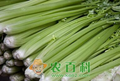 芹菜（香芹）什么时候播种?种植前景如何?