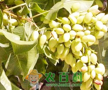 开心果价格多少钱一斤？怎么种植？