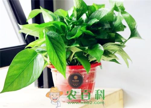 手把手教你怎么养绿萝才能更旺盛！