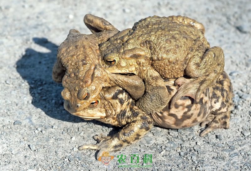 蟾蜍的养殖前景怎么样？附养殖技术介绍！