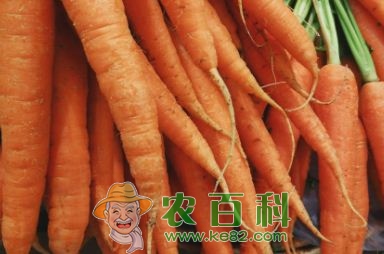 胡萝卜一般什么时间种植?方法要点有哪些?