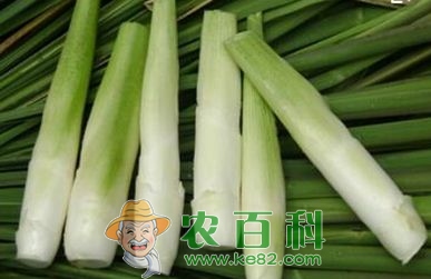 茭白是什么东西?如何种植才能丰产?