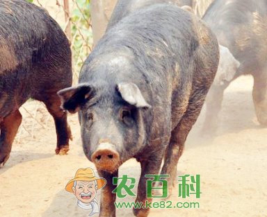 黑猪肉价格多少钱?养殖效益怎么样?