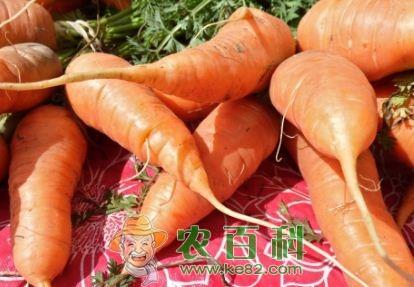 胡萝卜一般什么时间种植?方法要点有哪些?