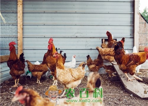 现在农村散养鸡赚钱吗?它的养殖方法切记这几点!