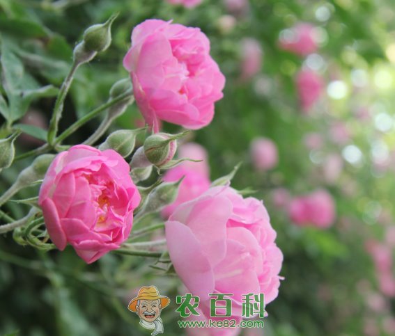 “世界著名观赏植物之一”蔷薇种植方法介绍！