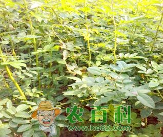 “世界著名观赏植物之一”蔷薇种植方法介绍！