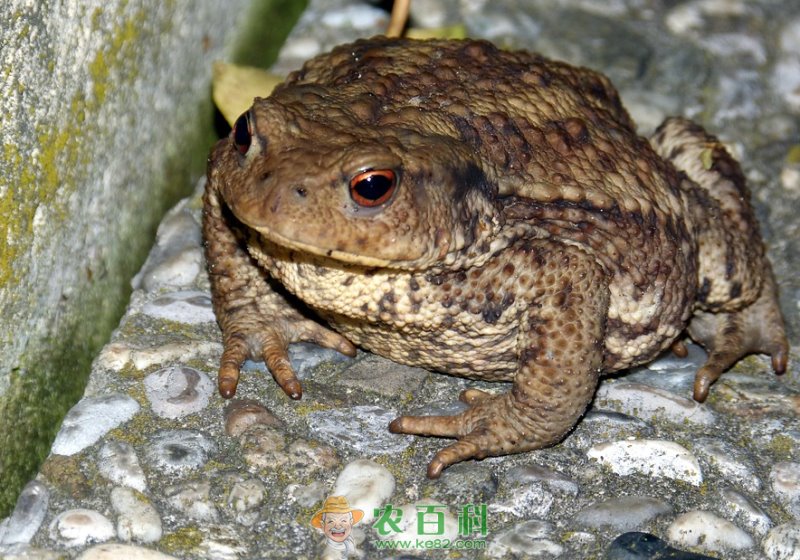 蟾蜍的养殖前景怎么样？附养殖技术介绍！