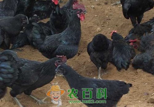 五黑鸡苗多少钱一只？养殖前景如何？
