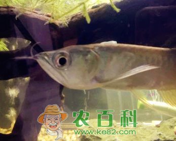 “观赏鱼”银龙鱼养殖方法介绍！
