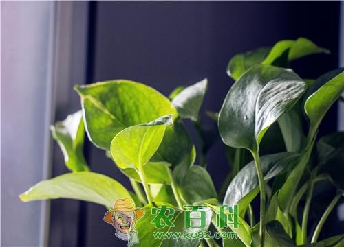 手把手教你怎么养绿萝才能更旺盛！