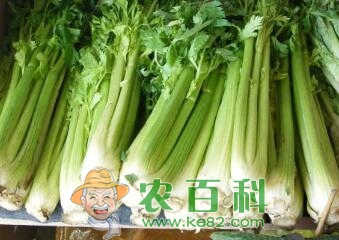 芹菜（香芹）什么时候播种?种植前景如何?