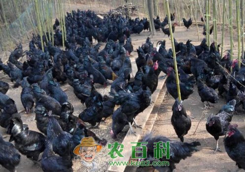 五黑鸡苗多少钱一只？养殖前景如何？