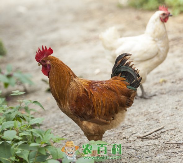 农村养殖中有什么好养又赚钱的项目?