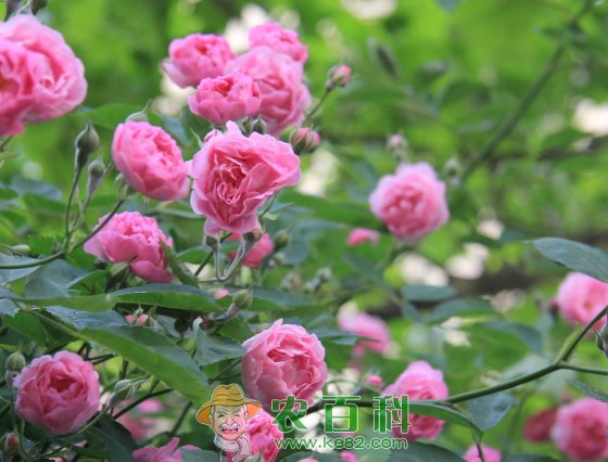 “世界著名观赏植物之一”蔷薇种植方法介绍！