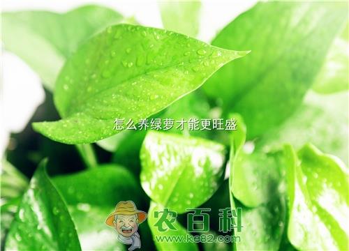 手把手教你怎么养绿萝才能更旺盛！