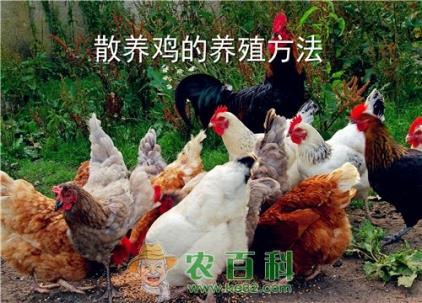 现在农村散养鸡赚钱吗?它的养殖方法切记这几点!