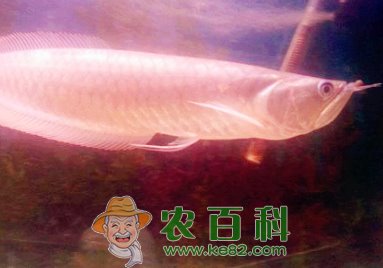 “观赏鱼”银龙鱼养殖方法介绍！