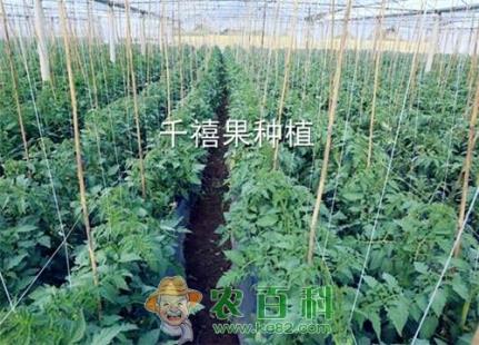 千禧果什么时候种植最好？怎样种植才能高产？