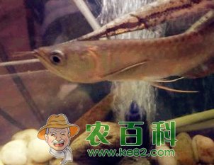 “观赏鱼”银龙鱼养殖方法介绍！
