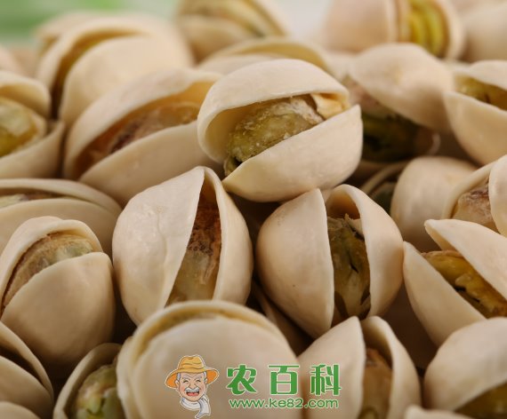 开心果价格多少钱一斤？怎么种植？