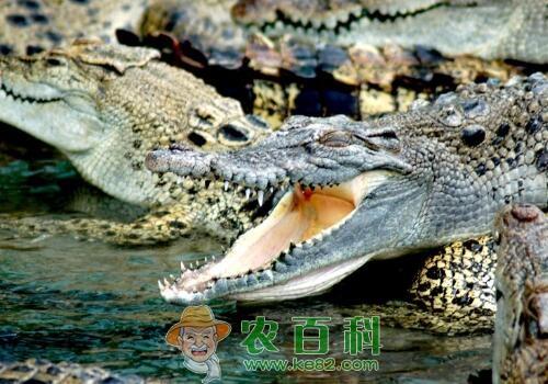 鳄鱼养殖一年大概能长多少斤？成本利润如何？要什么手续？
