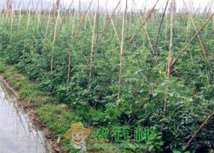 千禧果什么时候种植最好？怎样种植才能高产？