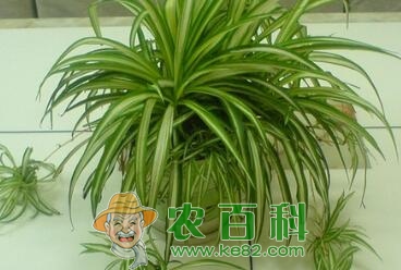 如何让吊兰长得快？这四个方法不能错过