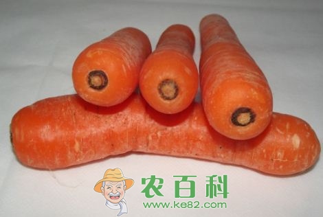 胡萝卜一般什么时间种植?方法要点有哪些?