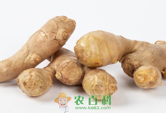 生姜种子多少钱一斤？种植前景怎么样？