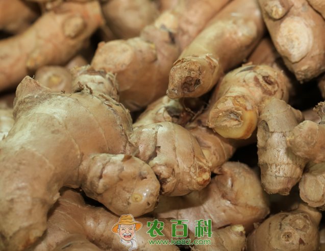 生姜种子多少钱一斤？种植前景怎么样？