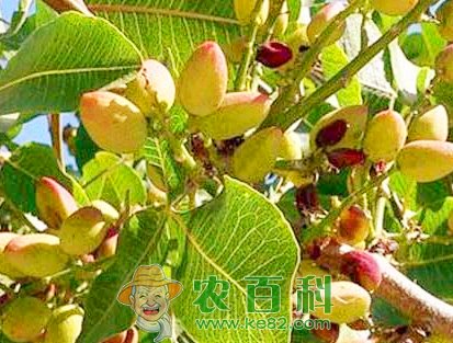 开心果价格多少钱一斤？怎么种植？