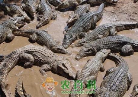 鳄鱼养殖一年大概能长多少斤？成本利润如何？要什么手续？