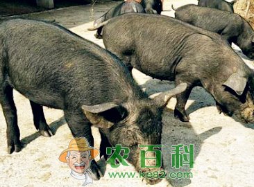 黑猪肉价格多少钱?养殖效益怎么样?