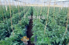 千禧果什么时候种植最好（怎样种植才能高产）