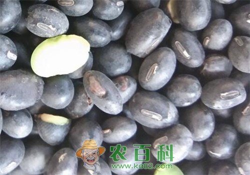 青仁黑豆与黑豆一样吗？现在收购价格在多少钱一斤？