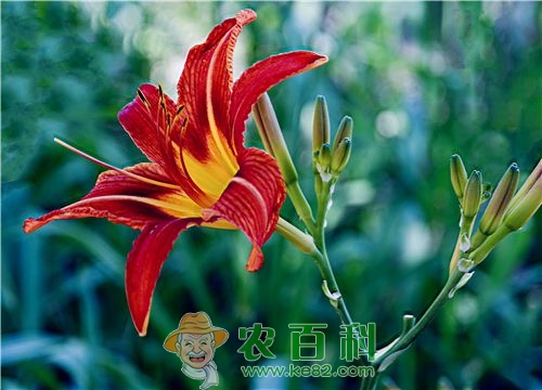 黄花菜什么时间种植最好？附种植方法介绍！
