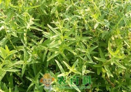 未来黄芩种植效益前景怎么样？附采收时间和炮制方法