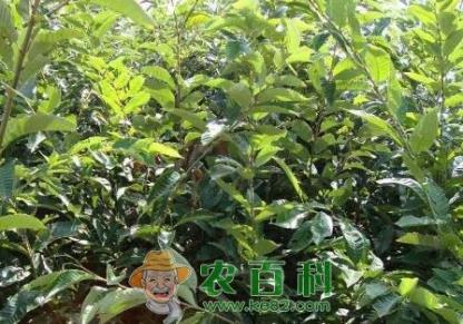 中秋酥脆枣苗价格是多少钱一棵？生长条件是什么？