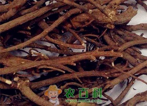 2019柴胡价格多少钱一斤?种植前景如何?