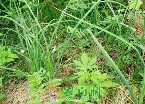 野蒜最佳种植时间和方法介绍！