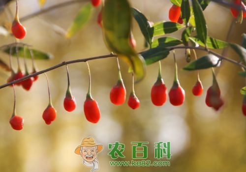 枸杞高产种植五大要点介绍！