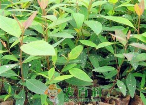 桉树苗价格一般多少钱一棵?最常见栽培5个品种介绍!